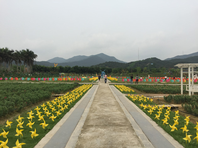 佛山高明盈香生态园花田